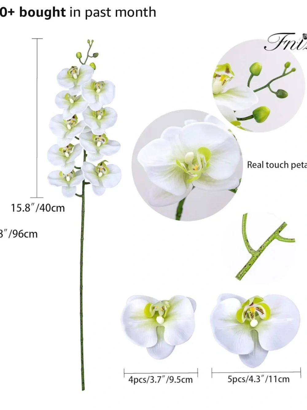 Dilatata elegant white